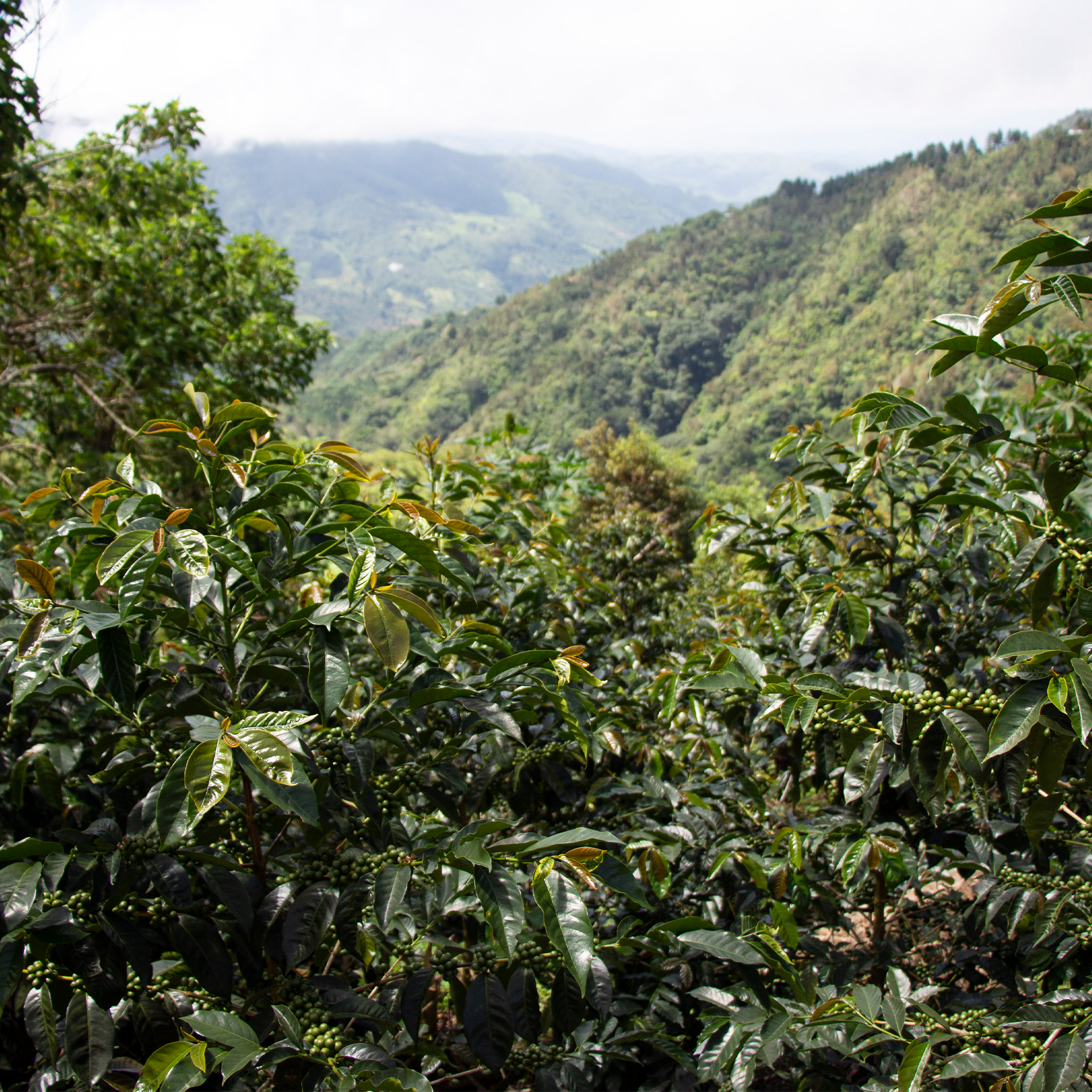 49th Parallel Coffee Roasters - Direct Trade Specialty Coffee - Costa Rica El Vapor Natural (6oz)