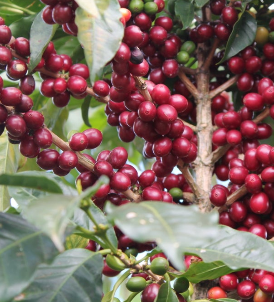 Costa Rica West Valley Narajo Espresso