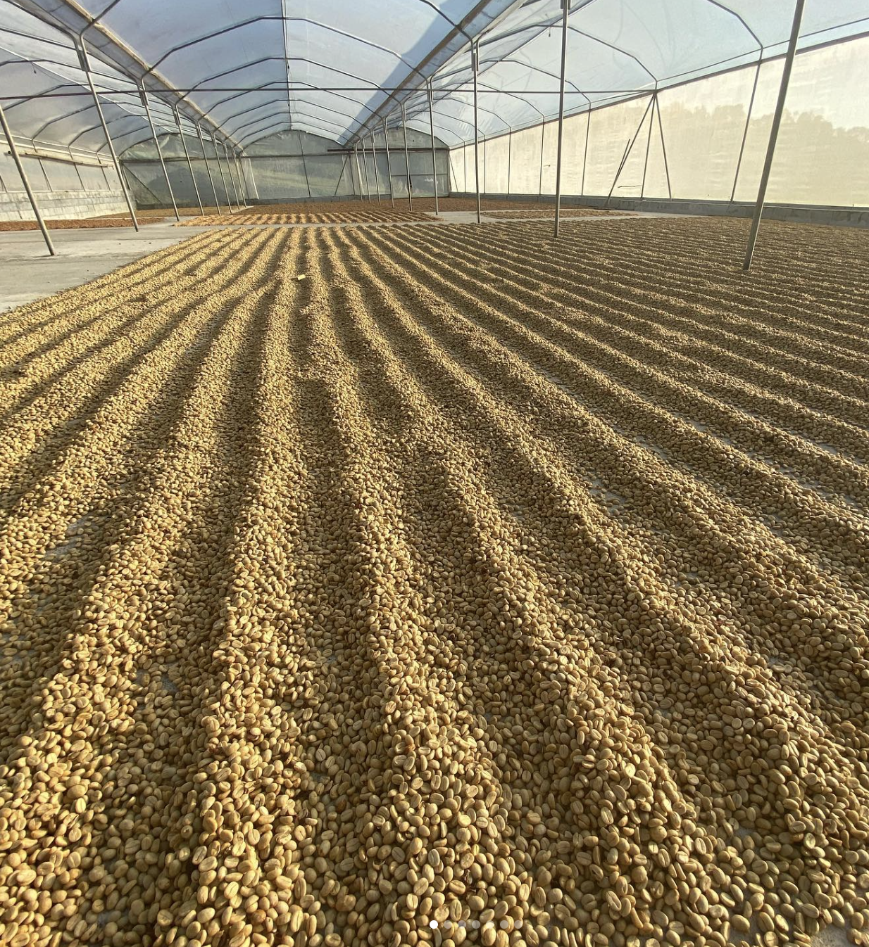 Costa Rica West Valley Narajo Espresso