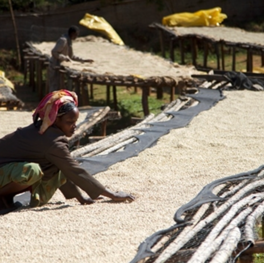 Golden Hour - Limited Edition Espresso - Ethiopian Worka Chelchele