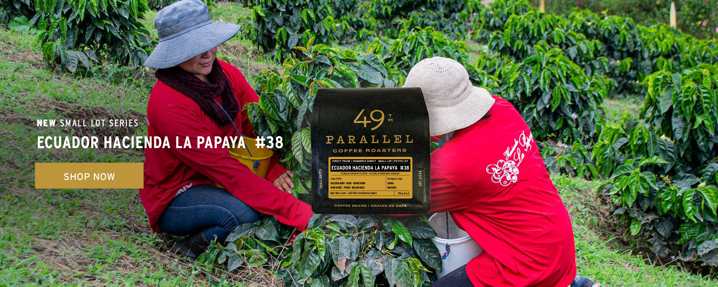 49th Parallel Coffee Roasters - Ecuador Haciend la Papaya - Specialty Coffee Direct Trade