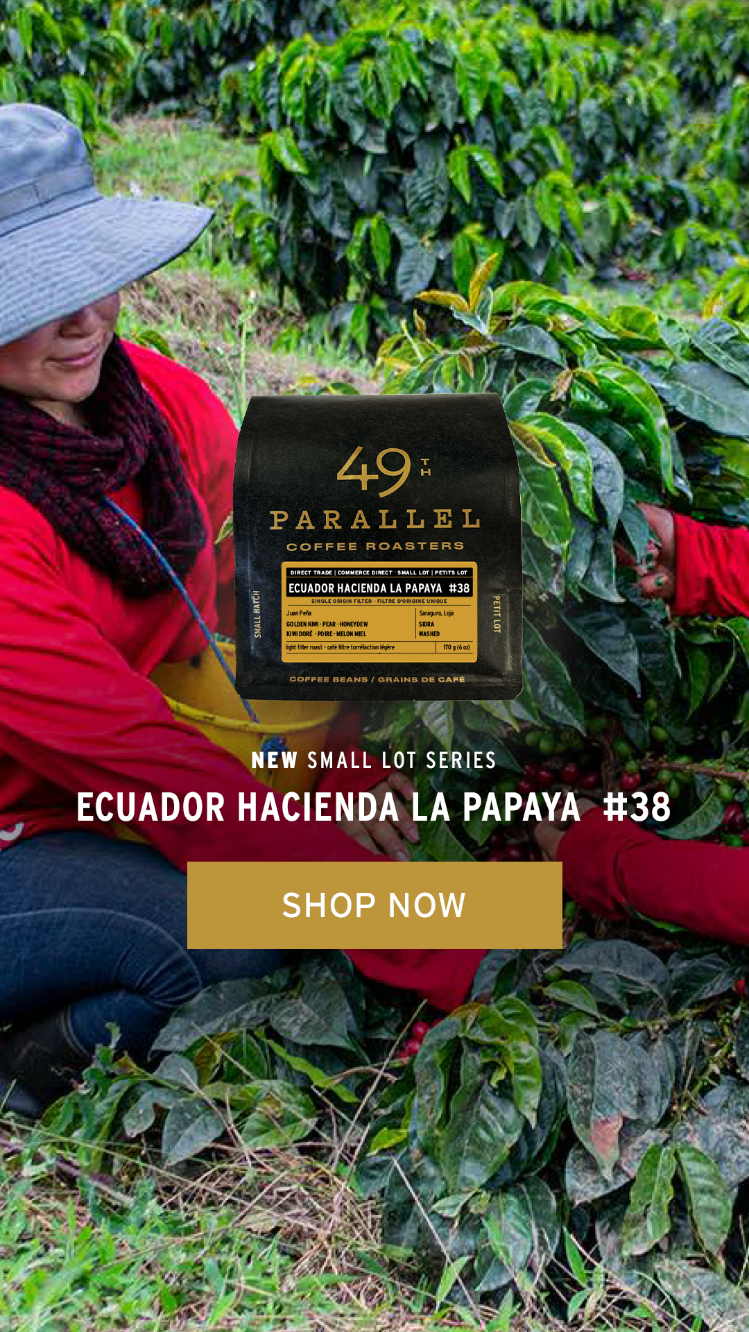 49th Parallel Coffee Roasters - Ecuador Haciend la Papaya - Specialty Coffee Direct Trade