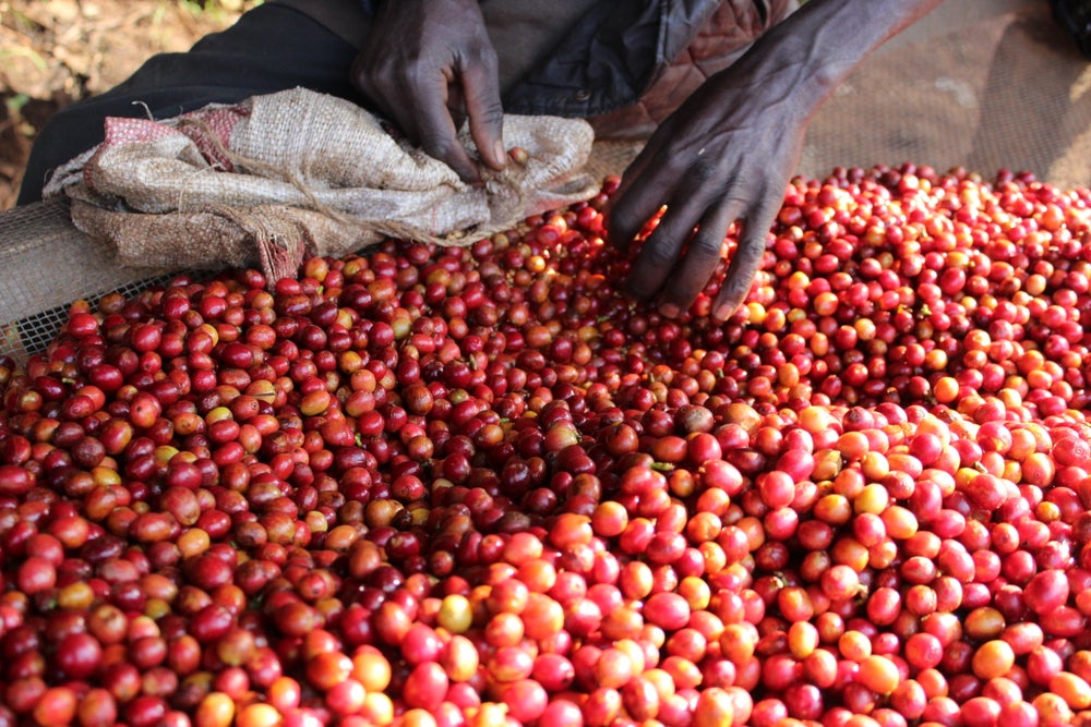 49th Parallel Coffee Roasters - Burundi Masha - Direct Trade Specialty Coffee