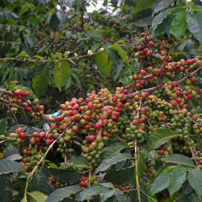 Kenya-Machakos-Kaliluni AA Espresso