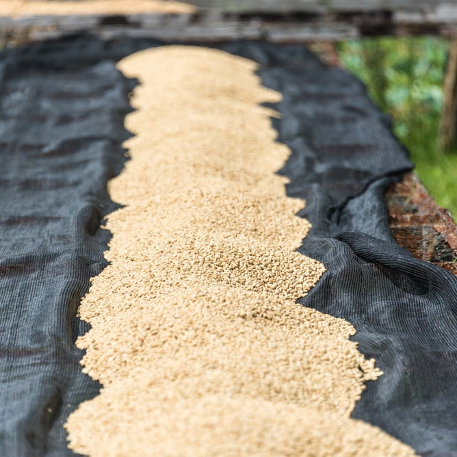 Kenya-Machakos-Kaliluni AA Espresso