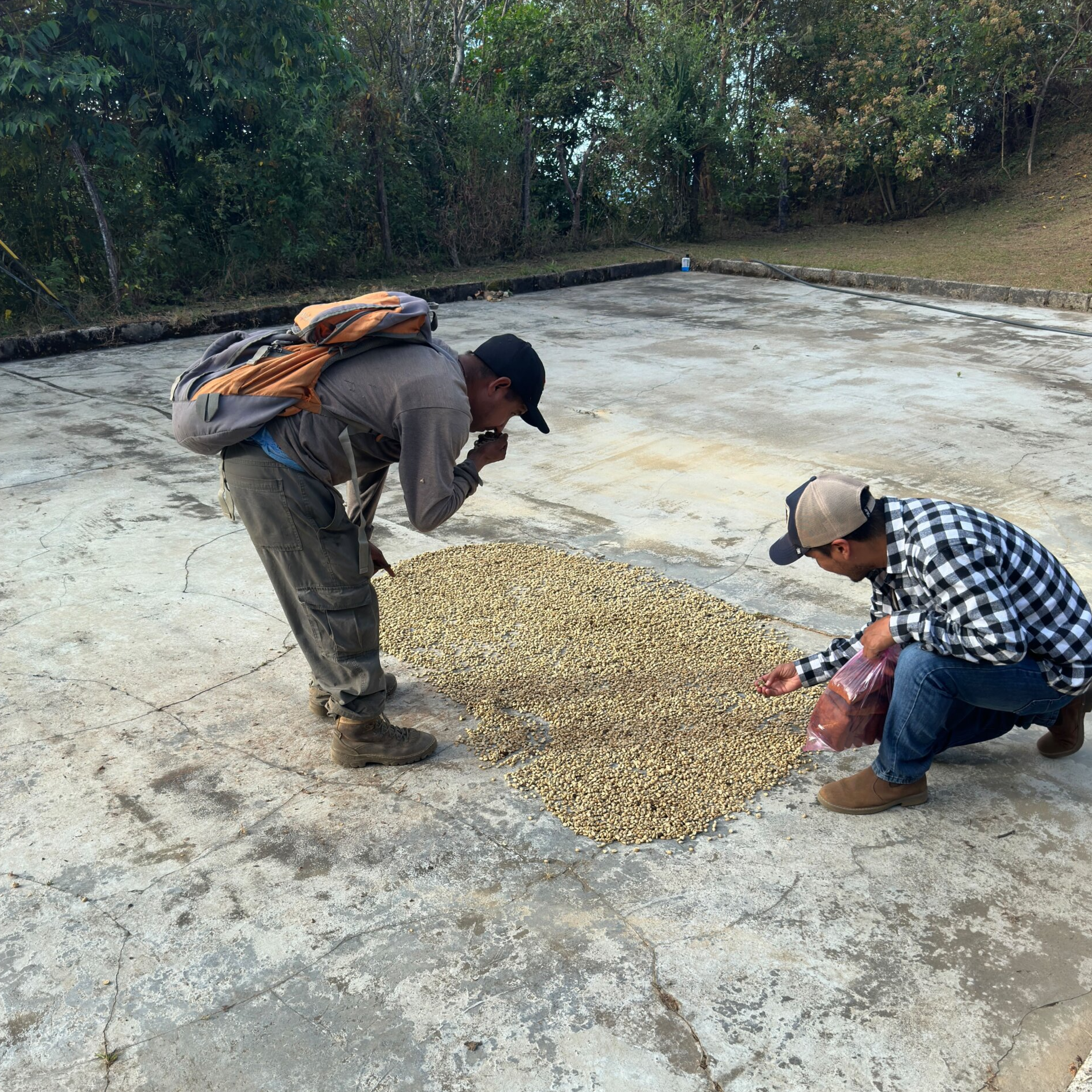 Daily Grind- Mexico Sochiapam Espresso