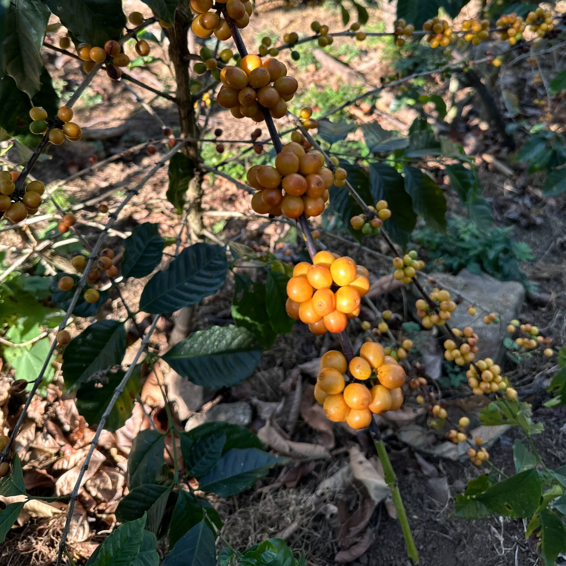 Daily Grind- Mexico Sochiapam Espresso