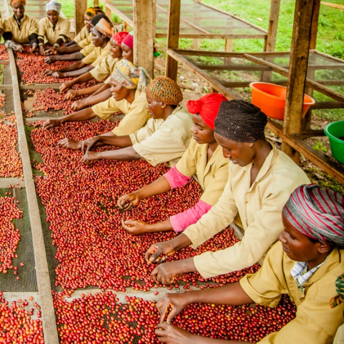 Rwanda Isimbi Organic