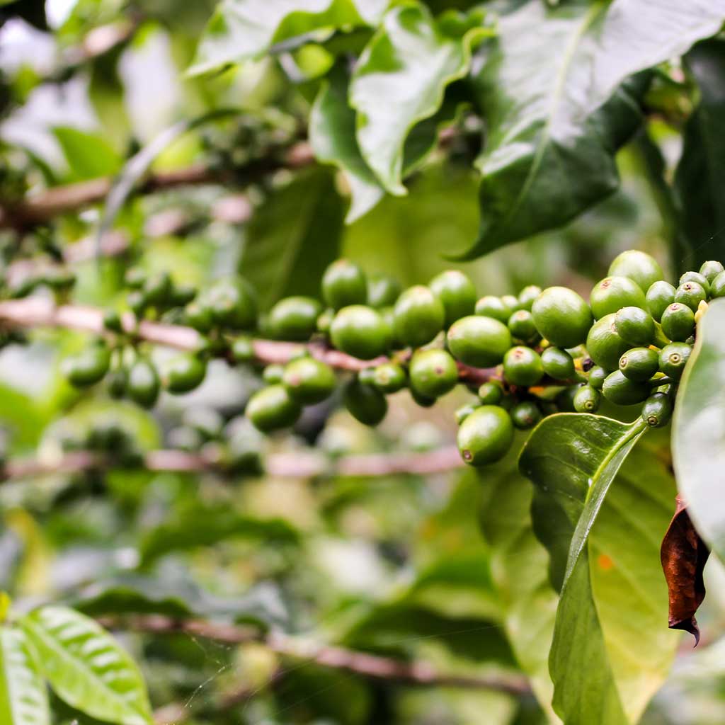 Ecuador Hacienda La Papaya #38 (6oz)