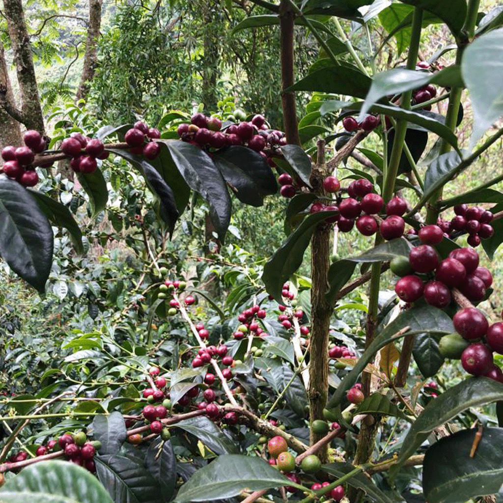 Panama Abu Coffee (6oz)