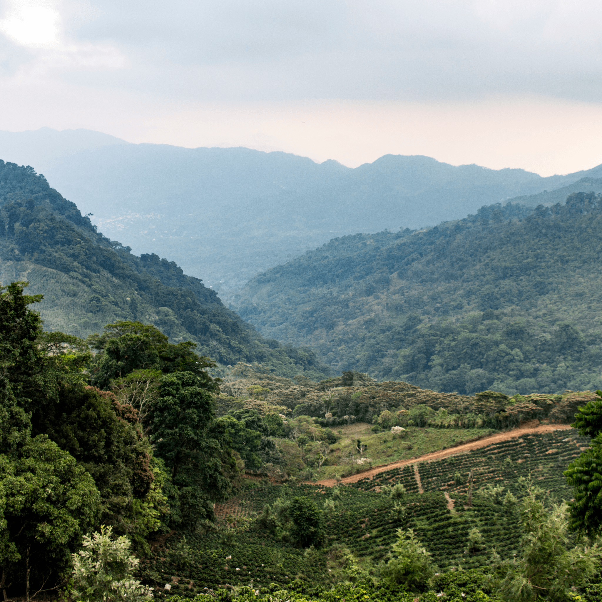 Honduras Bella Vista Espresso