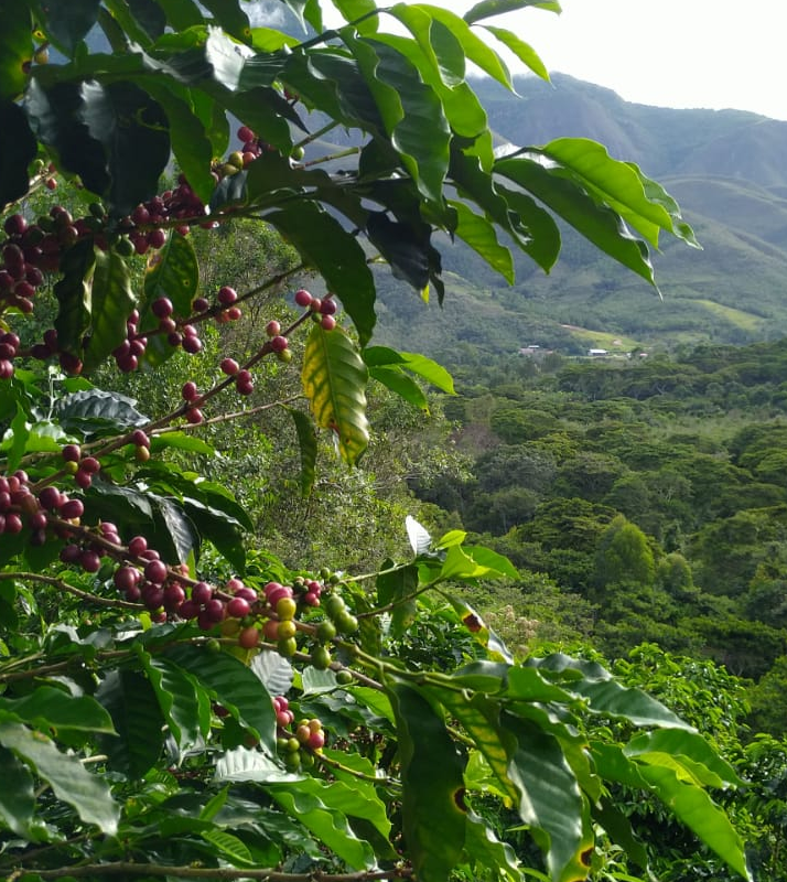 Peru San Ignacio