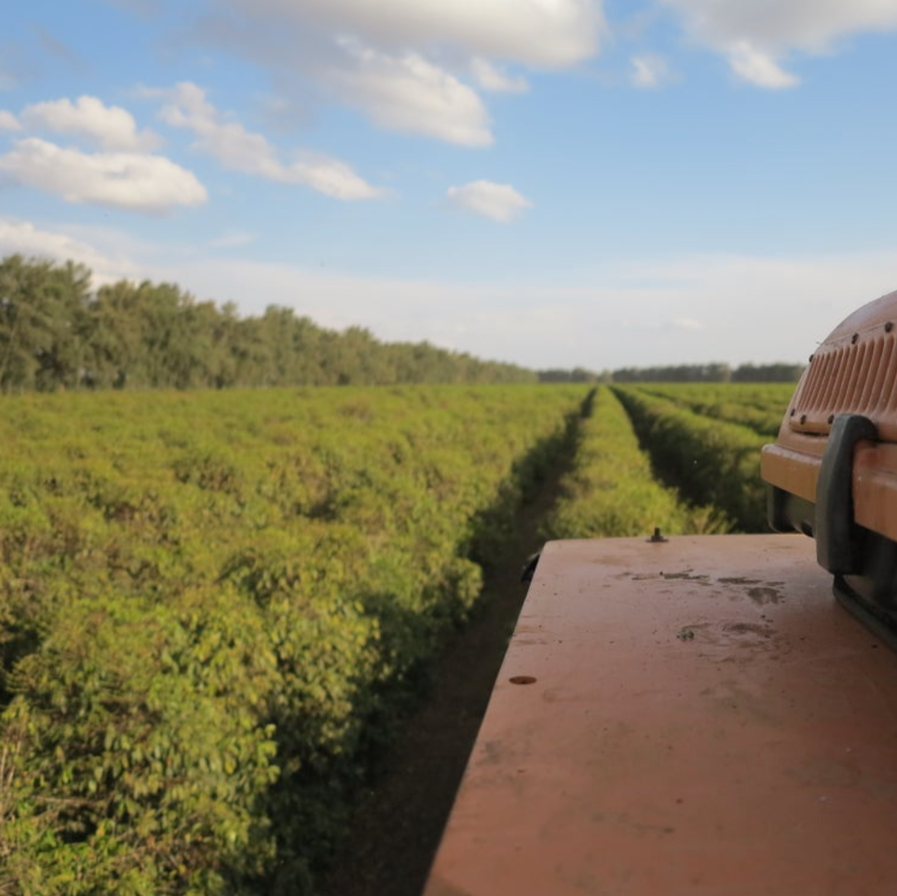 Brazil Rio Brilhante Geisha