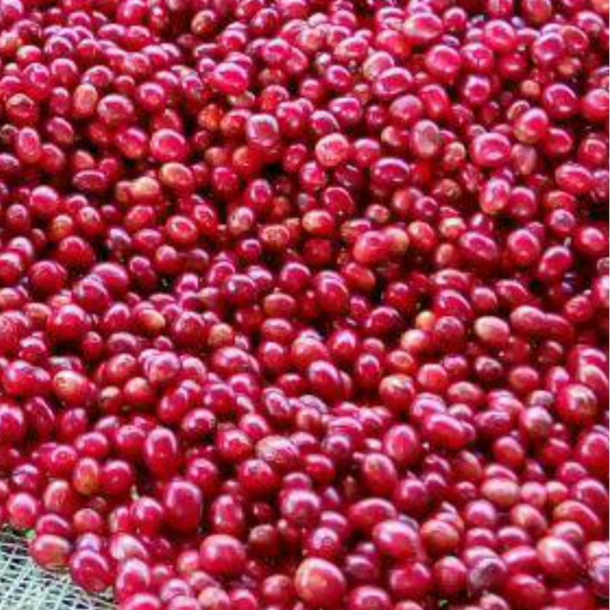 Brazil Rio Brilhante Geisha