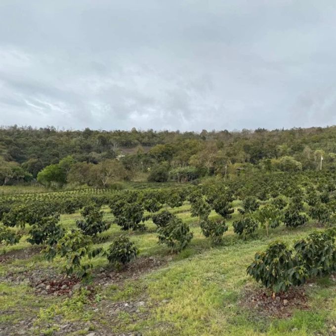 Hawaii Kona Filter Roast