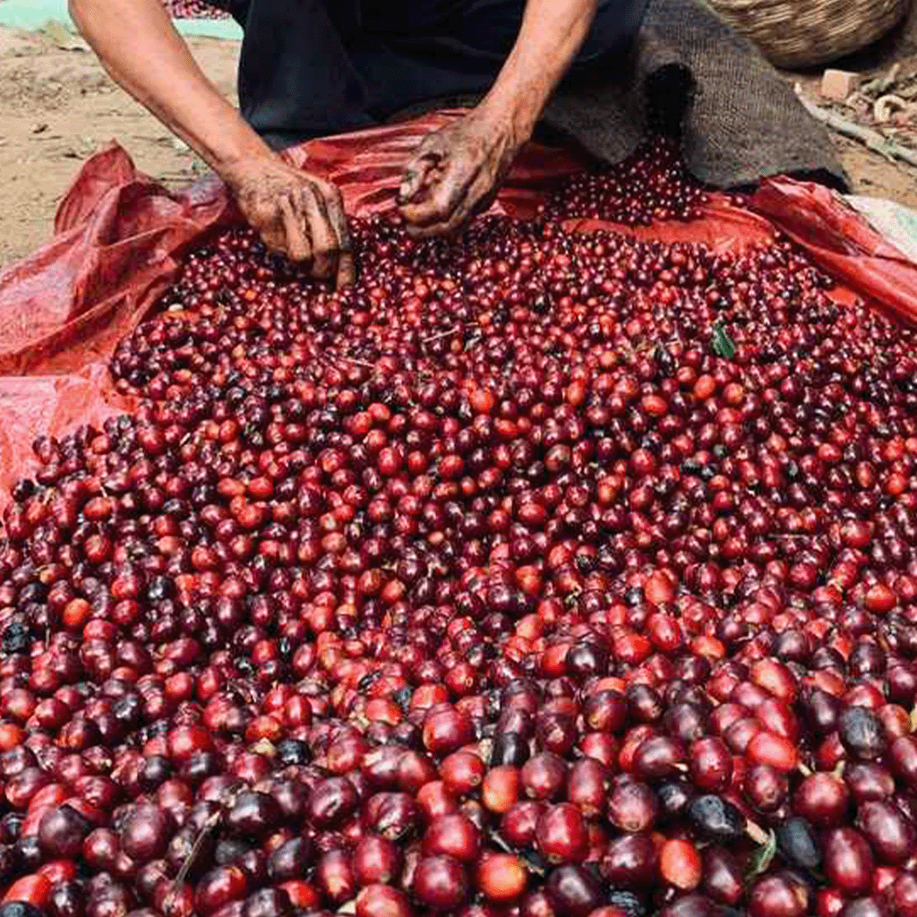 El Salvador Cerro Las Ranas Espresso