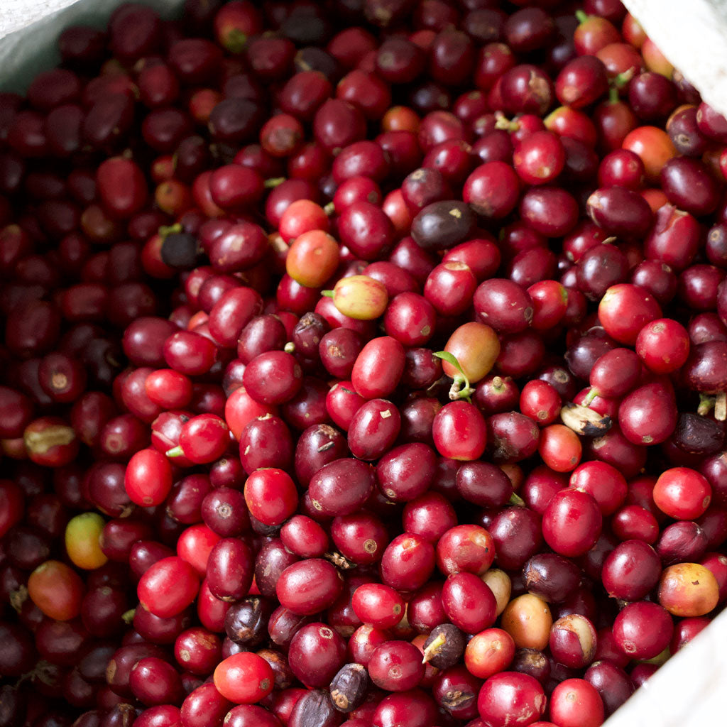 Burundi Hafi Natural Filter Roast
